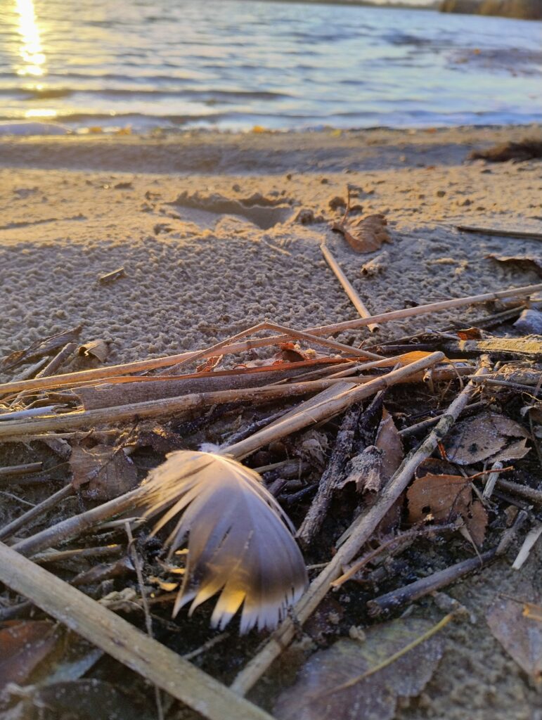Flutsaum am Strand von Spiekeroog